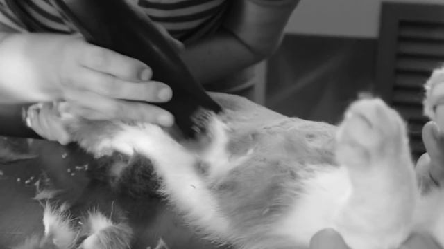 #побрейкота от Apicula смотреть онлайн