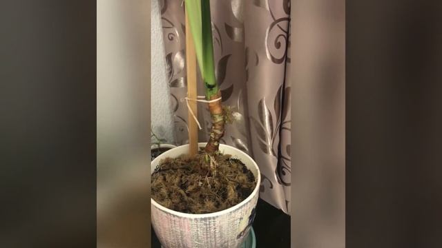 Алоказия крупнокорневая. Мой опыт размножения боковыми почками и прикорневыми детками смотреть онлайн