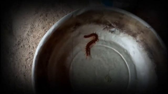 Centipede à la maison 2019 /Сороконожка дома 2019 by Family Pet смотреть онлайн