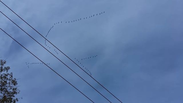 Перелетные птицы смотреть онлайн