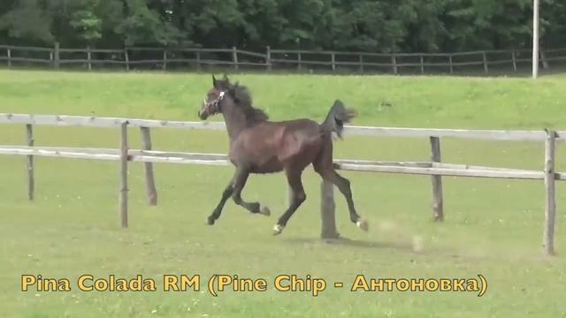 Pina Colada RM (к) (Pine Chip - Антоновка) смотреть онлайн