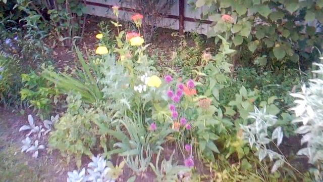 Необычные цветы-у моих дачных соседей их нет смотреть онлайн