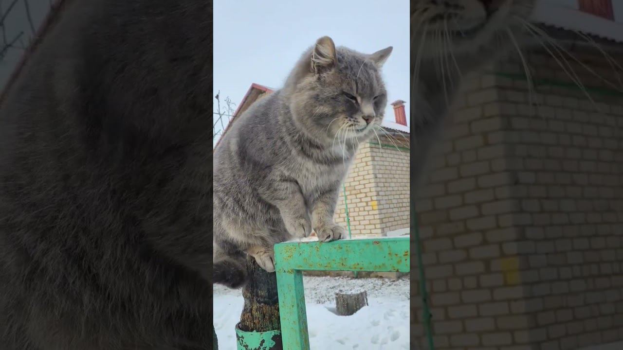 ✔ Толстопуз ))) #youtube #кошки #shorts #домашниеживотные #смешные