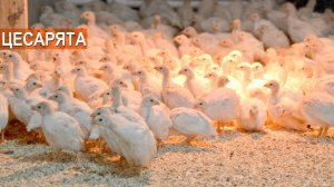 Волжская белая цесарка. Инкубация, доращивание, откорм. КФХ Кирилла Жданова