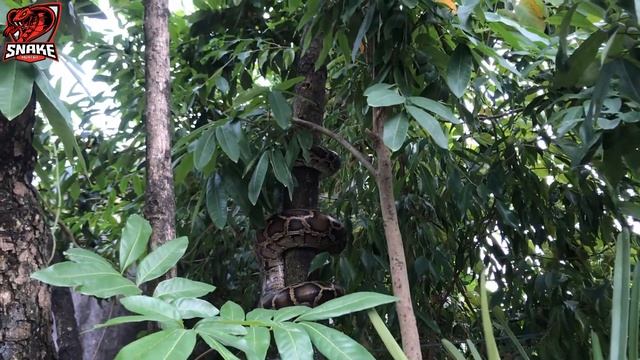 Giant python confronts the ferocious Duck. and it will have lasting consequences | Snake Hunter смотреть онлайн