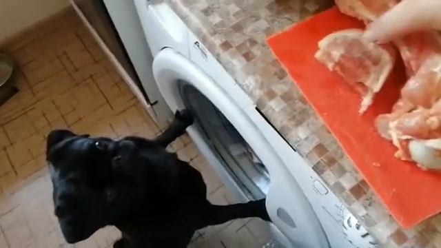 Соня - звездочка группы МопсыМы смотреть онлайн