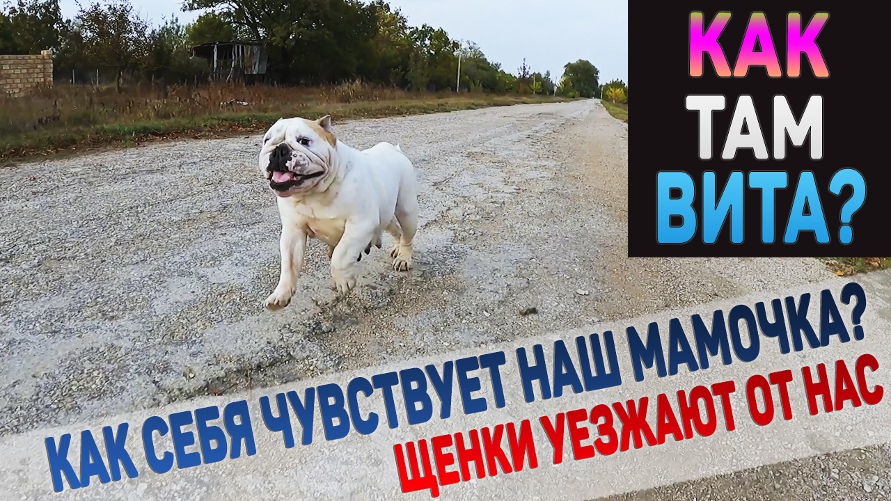 Английский Бульдог спустя две недели после родов десяти щенков. Как настроение у Виты? смотреть онлайн