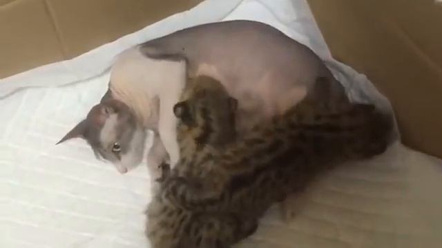 Сервалы едят обычную кошку. Serval. смотреть онлайн