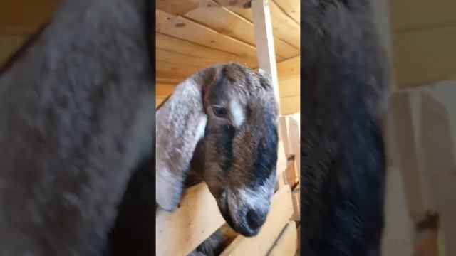 Нубийская козочка Зорька. #shorts смотреть онлайн