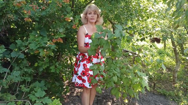 Уход за смородиной. Как правильно ухаживать за смородиной после сбора урожая смотреть онлайн