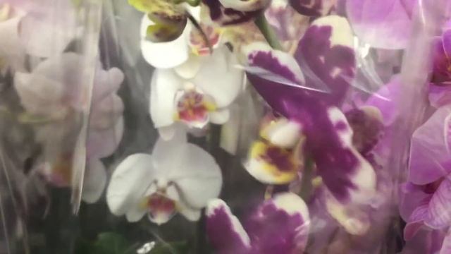 Обзор орхидей в Оби. Свежий завоз 12 12 2018 г смотреть онлайн