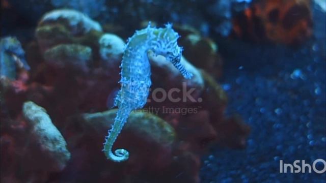 Интересные факты о рыбах и морских обитателях♡♡♡