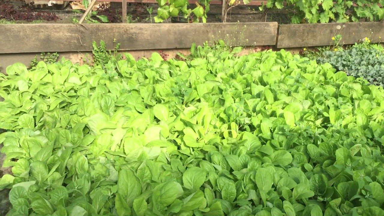 Выращивание рассады капусты в стаканчиках. Видео№2 смотреть онлайн