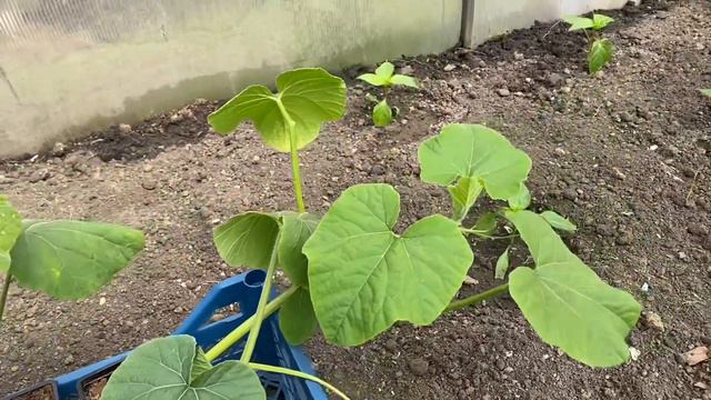 Неделя после посадки рассады в ТЕПЛИЦУ. Что ПРОИЗОШЛО!!! смотреть онлайн