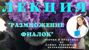 ЛЕКЦИЯ. Размножение фиалок. Теория и практика от лучших селекционеров.