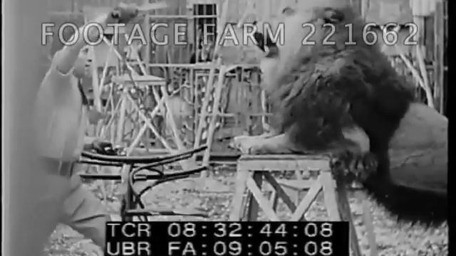 Newsreel: Circus lions 221662-20.mp4 | Footage Farm смотреть онлайн