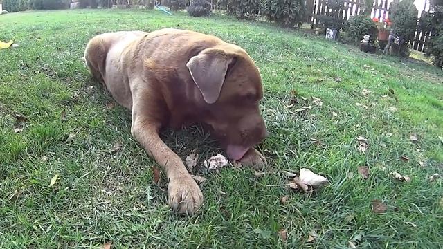 Kalonka gmina Pilawa смотреть онлайн