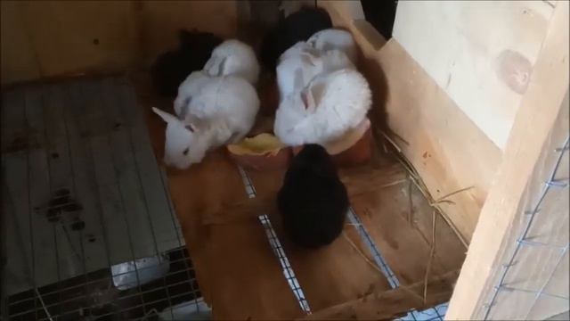 Завтрак у взрослых кроликов. Крольчатам исполнилось 20 дней. смотреть онлайн