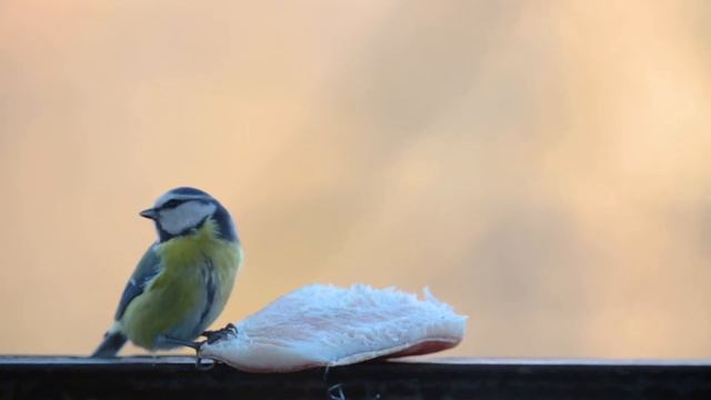 Птицы на кормушке клюют свиное сало смотреть онлайн