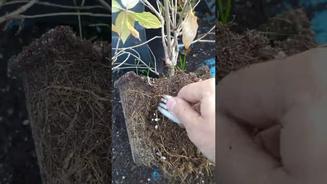 Почему не растет гортензия? Основная ошибка при посадке! смотреть онлайн