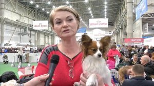 Папийон, континентальный той-спаниель - лучшая собака для семей с детьми.