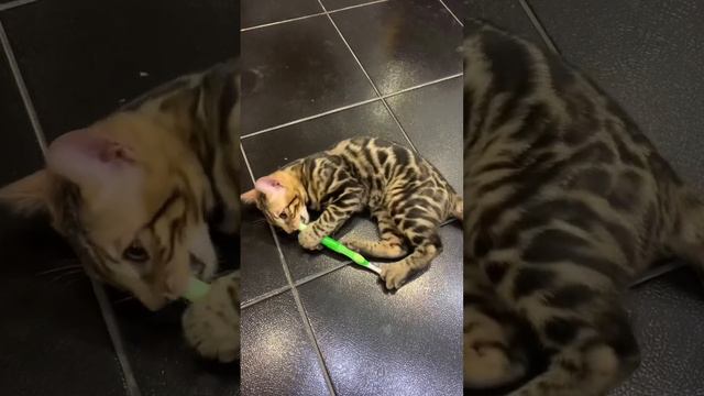 Кот чистит зубы || Умный бенгал || Котик в ванной || Приколы с котами || Воспитание котенка || Утро смотреть онлайн