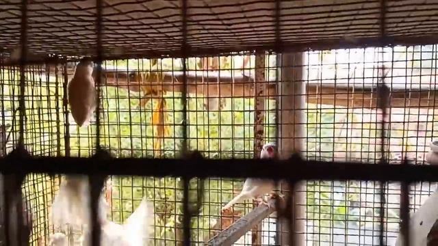 JAVA PROGRESS & LOVEBIRDS INFORMATION WITH MANAS DA (KOLKATA LOVEBIRDS) PART-3 смотреть онлайн