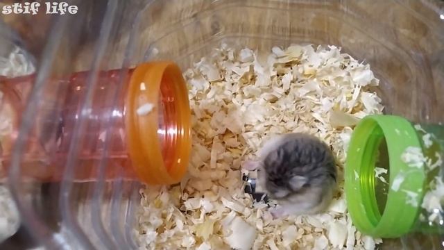 Дом из бутылок для хомяка. Дом мини лабиринт. смотреть онлайн