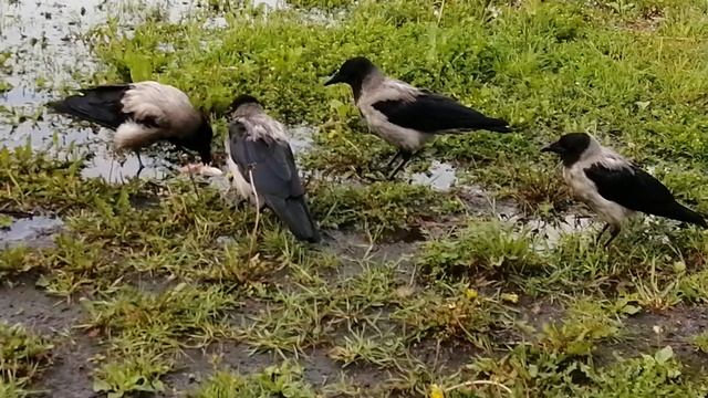 Когда отец варит суп, но не делится #вороны \ When The Crow Dad Cooks Chicken Soup But Won't Share