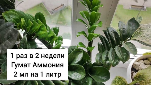 СРОЧНО в АВГУСТЕ дайте это ЗАМИОКУЛЬКАСУ и даже дохлый цветок оживет и выдаст мощные листья и клубн смотреть онлайн