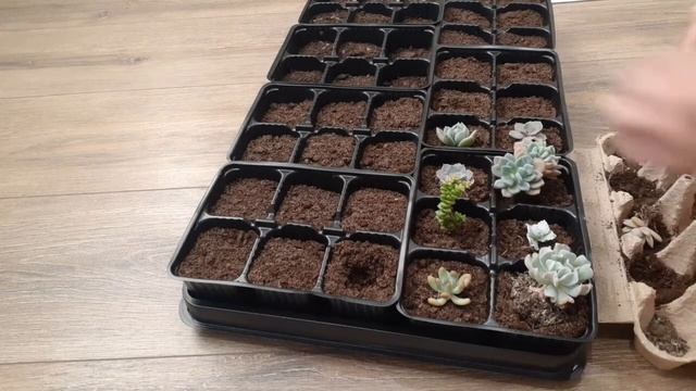 Суккуленты. #растения #вдомашнихусловиях #природа #мир #суккуленты #релакс #зелень #цветы #уход