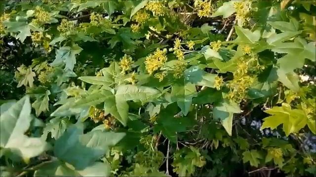 Клен татарский цветет Tatar maple blooms タタールカエデの花 Tatarische Ahornblüten 塔塔尔枫树盛开 Bunga maple Tatar смотреть онлайн