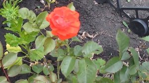 Роза парковая. Способы посадки.