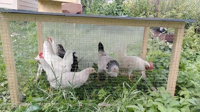 Петух начал кукарекать смотреть онлайн