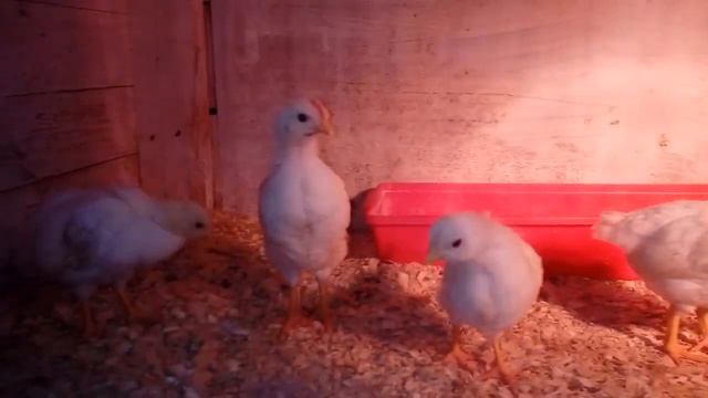 Переселили месячных цыплят в курятник смотреть онлайн