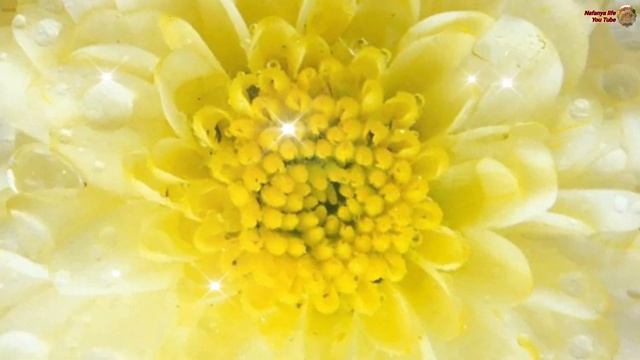 Желаю Яркого Весеннего денечка! Почувствуй дыхание весны. Милое пожелание. смотреть онлайн