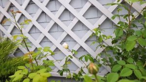 Rose Bathsheba by David Austin !? Первогодка плетистая роза Батшеба в южном саду!??♀️?♀️?♀️