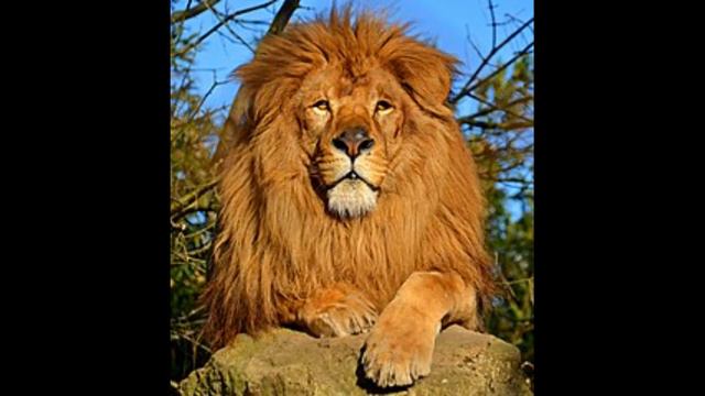 Видео про животных и героев мультфильмов.🦊🐻🐯🦁🐰🐱🐞 смотреть онлайн