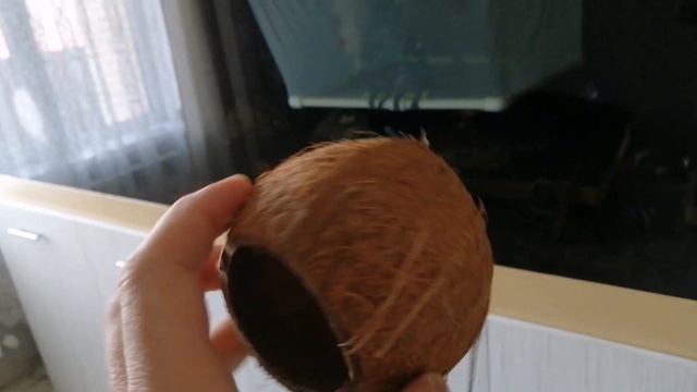 Кокос для сомов смотреть онлайн