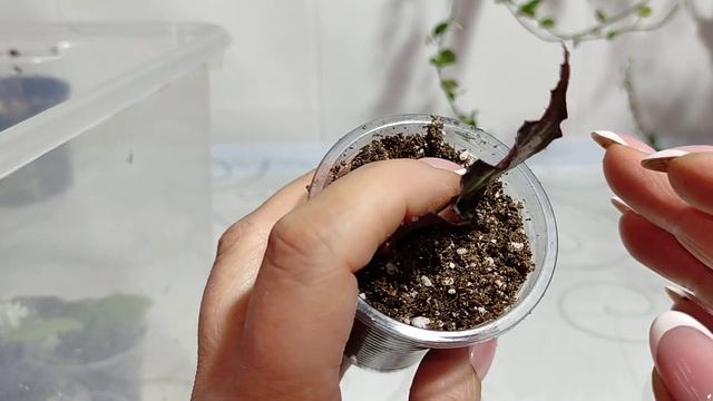 Детки бегоний и других комнатных растений на 18.09.22 смотреть онлайн