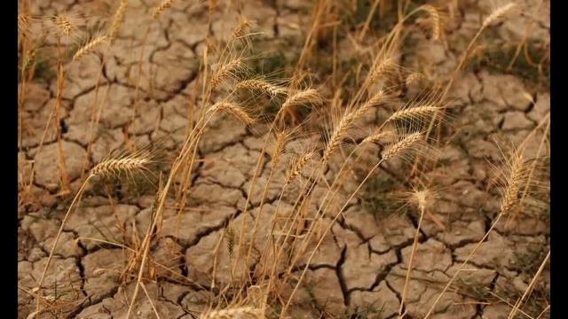 клип на песню В.Цоя-Кончится лето. (remix) Нейромонах-Феофан смотреть онлайн