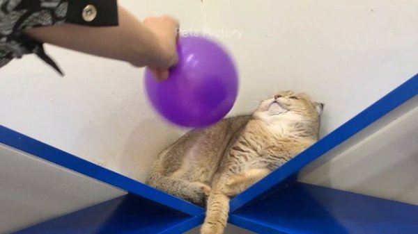 Best Funny Animals 2024 😂 Funniest Cats and Dogs 😻🐶 Part 14