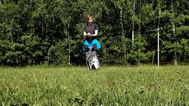 Воспитание и дрессировка щенка. Видео урок 8 смотреть онлайн