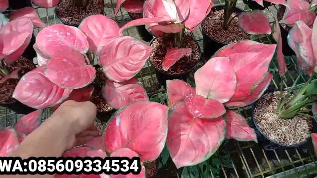 HARGA AGLONEMA TURUN LAGI|| OBRAL MURAH PETANI PUSING смотреть онлайн