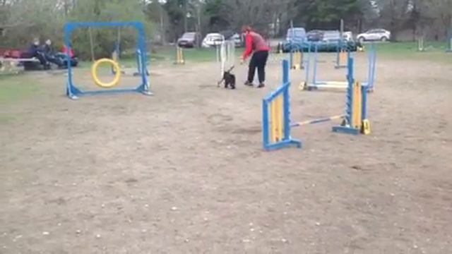 16/04/16 Гламаздина Марина и цверг Нора Д1 Аджилити в Минске смотреть онлайн