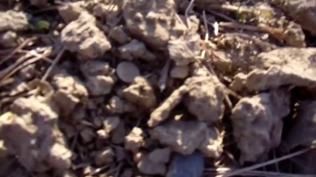 В поиске монет.Выпуск №4 