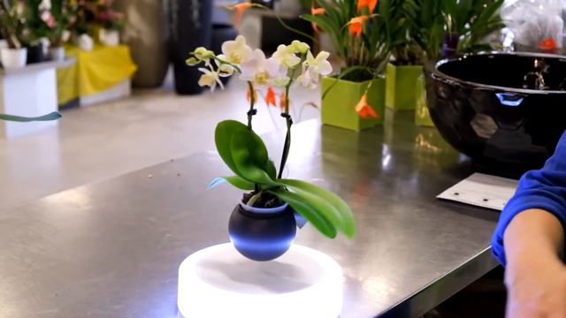Schwebende Orchidee смотреть онлайн