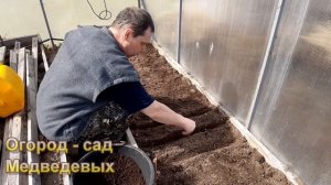 Сею редис. Хитрости выращивания