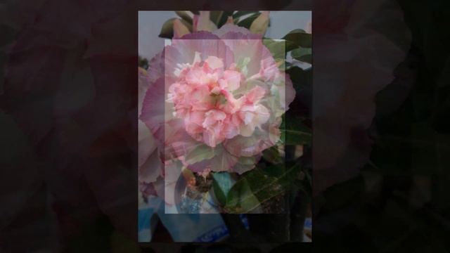 ROSAS del DESIERTO las más hermosas del mundo la belleza no tiene limites para Mary Guzman Dj kiki смотреть онлайн