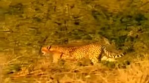 Дикая Пустыня Африки  Животный мир Африки